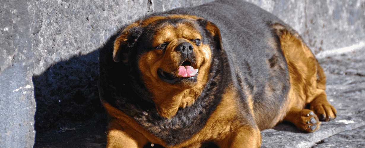 หมาอ้วนเกิดจากอะไร